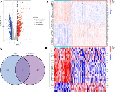 Machine learning and bioinformatics analysis to identify autophagy-related biomarkers in peripheral blood for rheumatoid arthritis